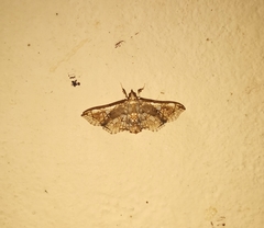 Omphisa anastomosalis
