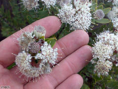 Leucospermum bolusii