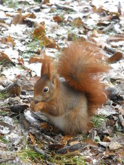 Sciurus vulgaris
