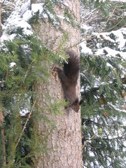 Sciurus vulgaris
