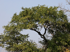 Diospyros mespiliformis