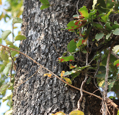 Diospyros mespiliformis