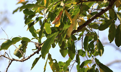 Diospyros mespiliformis