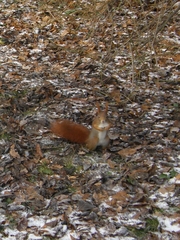 Sciurus vulgaris