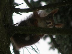 Sciurus vulgaris