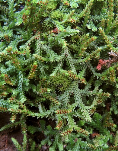 Representative image of Selaginella denticulata