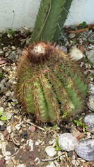 Melocactus