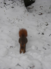 Sciurus vulgaris