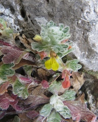 Ajuga bombycina