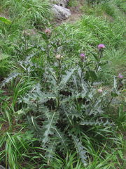 Cirsium pugnax
