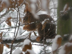Sciurus vulgaris