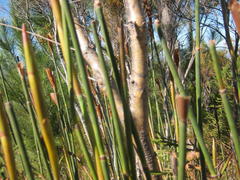 Elegia thyrsoidea