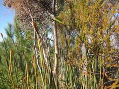 Elegia thyrsoidea