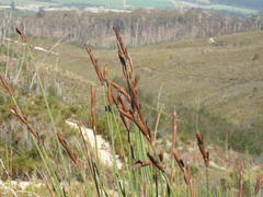 Elegia thyrsoidea