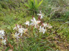 Chlorophytum graminifolium