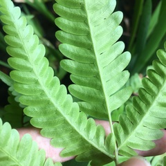 Pteris arisanensis