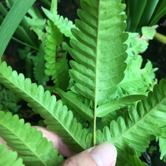 Pteris arisanensis