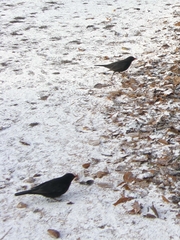 Turdus merula
