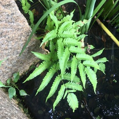 Pteris arisanensis