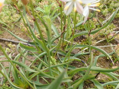 Chlorophytum graminifolium