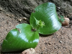 Massonia bifolia