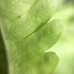 Pteris arisanensis