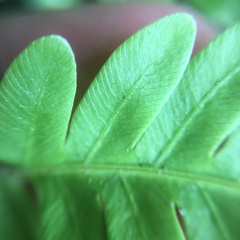 Pteris arisanensis