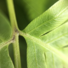 Pteris arisanensis