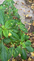 Impatiens parviflora