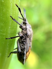 Megymenum brevicorne