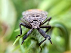 Megymenum brevicorne