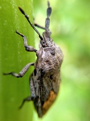 Megymenum brevicorne