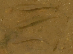 Fundulus heteroclitus