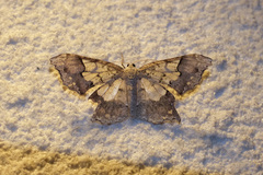 Krananda semihyalina