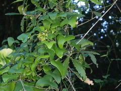 Dioscorea sylvatica sylvatica