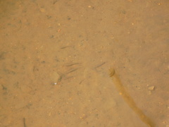 Fundulus heteroclitus