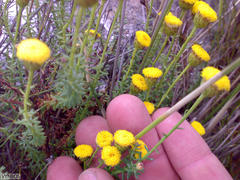 Chrysocoma coma-aurea