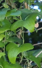 Dioscorea sylvatica sylvatica