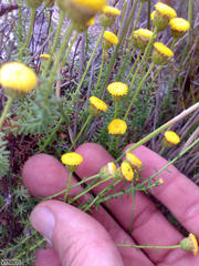 Chrysocoma coma-aurea