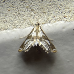 Chrysendeton imitabilis