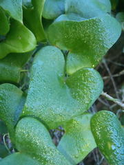 Dioscorea sylvatica sylvatica