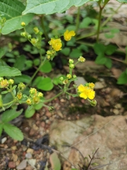 Potentilla kleiniana