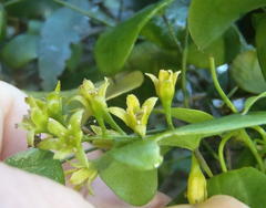 Dioscorea sylvatica sylvatica