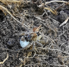 Lycosidae