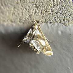 Chrysendeton imitabilis