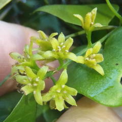 Dioscorea sylvatica sylvatica
