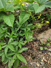 Potentilla kleiniana