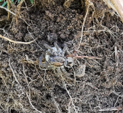 Lycosidae
