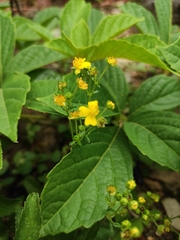 Potentilla kleiniana
