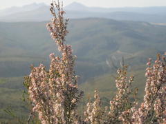 Erica fuscescens